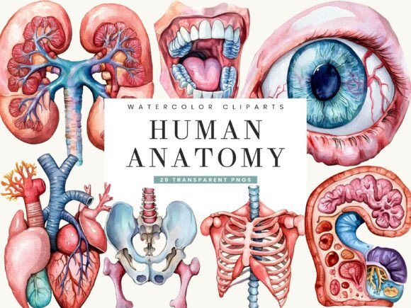 Download Watercolor Human Anatomy Clipart - Art Collection